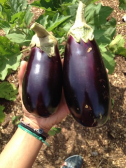 Eggplant (Beringela)